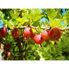 Stachelbeere gibt es bei baumschule horstmann, dem pflanzenversender in deutschland. Stachelbeere Hinnonmaki Rot Ribes Uva Crispa Hinnonmaki Rot Topfgrosse 3 L Erntezeit Juli Bauhaus