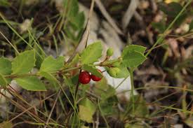 Image result for Crossopetalum