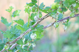 Maybe you would like to learn more about one of these? Stachelbeeren Faulen Am Strauch Und Werden Braun Was Ist Los Gartenlexikon De
