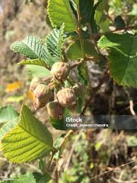 Image result for Rubus ellipticus