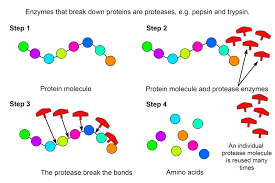 Fish oil & omegas (epa dha). Example Of How Protease Enzymes Break Down Proteins
