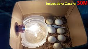 Acelera el proceso incrementa tu porcentaje de eclosión → ¡ocasión! Incubadora Casera Para Huevos De Gallina Nacimiento De Los Pollos En La Incubadora Casera Youtube
