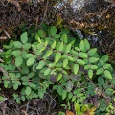 Image result for Pellaea