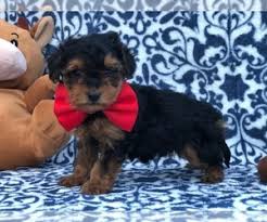 They crave for constant love and attention from you and your family members. View Ad Yorkiepoo Puppy For Sale Near Pennsylvania Clay Usa Adn 199370