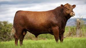 Some refer to lowlines as miniature angus and red angus. Red Angus Livestock Capital