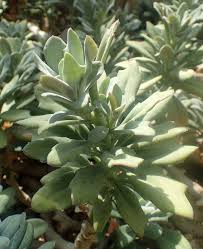 Image result for Kleinia fulgens