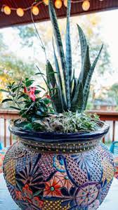 Check spelling or type a new query. Take Your Snake Plant Outside Costa Farms