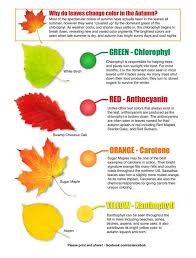 A Great Primer To Answer The Question Why Do Leaves Change Color In The Fall From Science Bob Fall Science Plant Science Homeschool Science