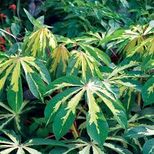 Image result for Manihot esculenta