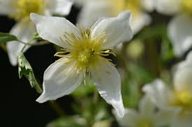 One vendor has this plant for sale. Anita Clematis Tangutica Anita Online Kaufen