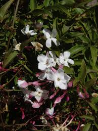 Image result for Jasminum stenolobum