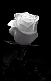 Rose dark aesthetic wallpapers wallpaper cave. Black And White Aesthetic Roses Wallpapers Wallpaper Cave