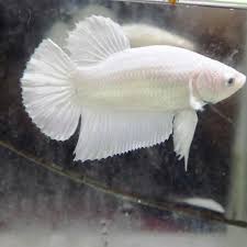 Ikan cupang atau ikan betta ini merupakan salah satu jenis ikan hias air tawar yang sangat terkenal. 10 Harga Ikan Cupang White Platinum Background