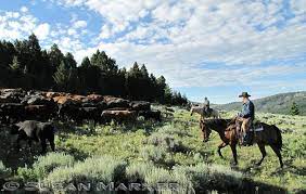 Trailing Cattle In The Upper Sweetwater Out Of Alder Montana Montana Sweetwater Horses
