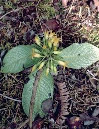 Image result for Loganiaceae