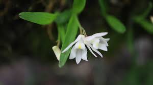 Image result for Polystachya ottoniana