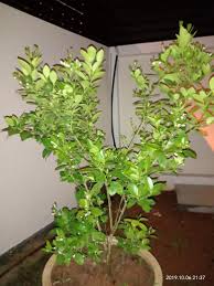 Pembiakannya melalui biji benih dan. Pokok Limau Nipis Plants Yang Aku