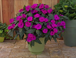 Image result for Impatiens purpureoviolacea