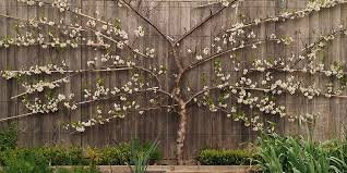 Cordon training is useful for growing fruit trees where space is limited and as a decorative feature on walls and fences. Trained Fruit Herbidacious