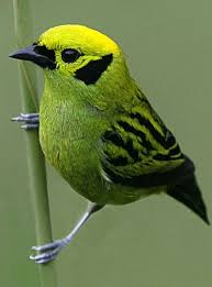 Local Birds Of Central Florida Emerald Tanager Tangara Florida A Striking Looking Bird With A Very Limited Range In Parts Of Central And South America With Images Birds Beautiful Birds Pretty Birds