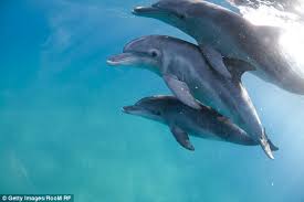 The term dolphin usually refers to the extant families delphinidae (the oceanic dolphins), platanistidae. Gay Dolphins Spotted Off The Coast Of Australia Daily Mail Online