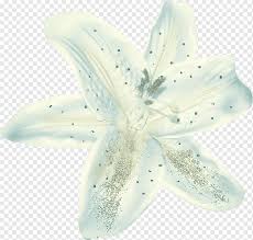 Maybe you would like to learn more about one of these? Blog Kelopak Bunga Naver Jeruk Nipis Bunga Buah Nut Tato Png Pngwing