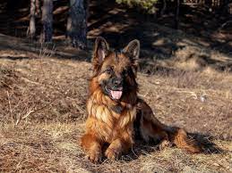 King Shepherd Full Profile History And Care