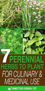 7 Perennial Herbs To Plant For Culinary And Medicinal Use In 2020 Herbs Perennial Herbs Planting Herbs