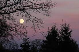 Browse stunning sunset pictures with beautiful colors. Full Moon And Trees Brilliant Creation Moon Full Moon Tree