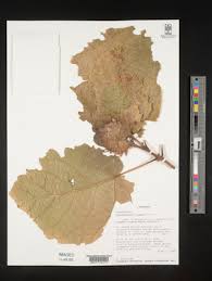 Image result for Clerodendrum lutambense