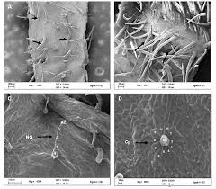 Image result for Cyphostemma saxicola