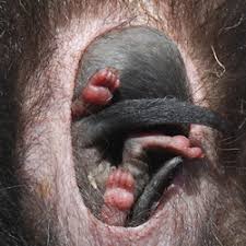 The tasmanian devil is not just a looney tunes cartoon character! Tasmanian Devil Facial Tumour Diseases Transmissible Cancer Group