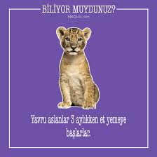 Ormanlarin Krali Aslanlar Hakkinda 20 Sasirtici Bilgi