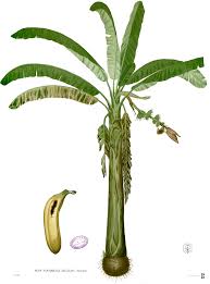 Image result for Musa sp. (Ornamental bananas)