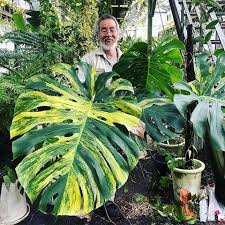 Monstera Species Why You Gave Your Monstera The Wrong Name House Raccoon Plants Variegated Plants Unusual Plants