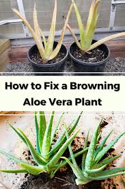 What causes spots (looks like lesions) and brown tips on aloe plants and what can be done to avoid this? Pin On Succulent Air Plant Gardening