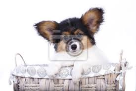 Bitte kaufen sie keine welpen der rasse papillon oder andere rassehunde per vorkasse über western union. Schmetterling Hund Papillon Welpen Fototapete Fototapeten Schmetterling Hunde Gehorsam Myloview De