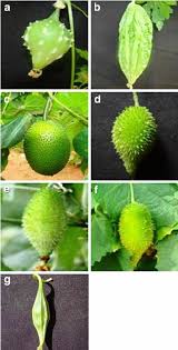 Image result for Momordica balsamina