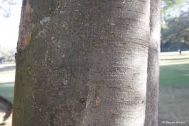 Image result for Celtis africana