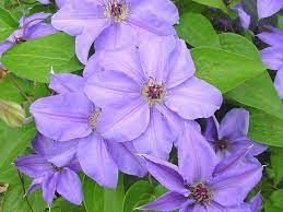 A showy, flowering ground cover or charming rambler, when allowed to sprawl or climb through informal shrub borders. Clematis Ramona Brushwood Nursery Clematis Specialists
