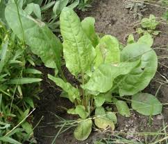 Maybe you would like to learn more about one of these? Macrisul Iepurelui Studierea Plantelor