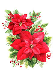En verano solo están disponibles en muy pocos viveros. 120 Ideas De Flor De Pascua Flor De Pascua Pintura Navidena Flor De Navidad