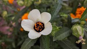 Image result for Hibiscus trionum