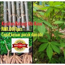 Penemuan baharu cara tanam ubi kayu: Buy Benih Ubi Kayu Redy Stok Seetracker Malaysia