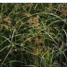 Image result for Cyperus longus