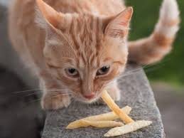 Unsure about what cats can eat? Can Cats Eat Potatoes Organic Facts