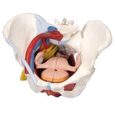 Males and females differ significantly in the anatomy of the pelvis: Human Female Pelvis Skeleton Model With Ligaments Vessels Nerves Pelvic Floor Muscles Organs 6 Part 3b Smart Anatomy Pelvis Anatomy Pelvis Pelvic Floor