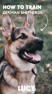 tips for training a german shepherd dog training dogs dog training barking