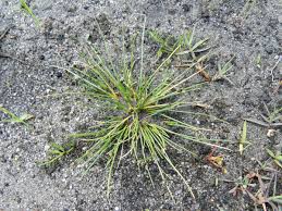 Image result for Isolepis setacea