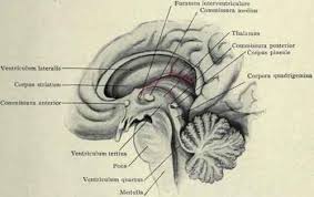 Functions Of The Convolutions On The Surface Of The Cerebrum Continued Sagittal section through right cerebellar hemisphere. surface of the cerebrum continued